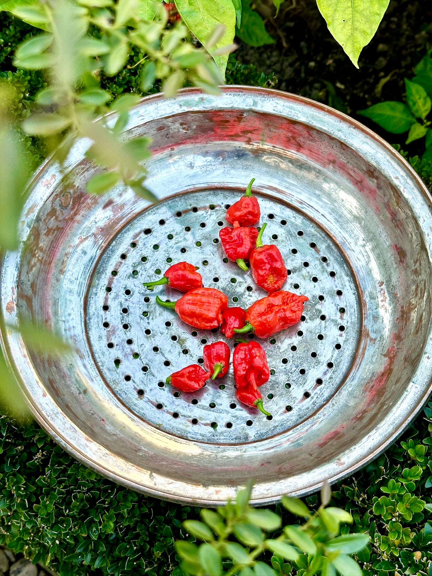 HEUL DOCH - Für Extra ~ 2 Mio Scoville / 40ml