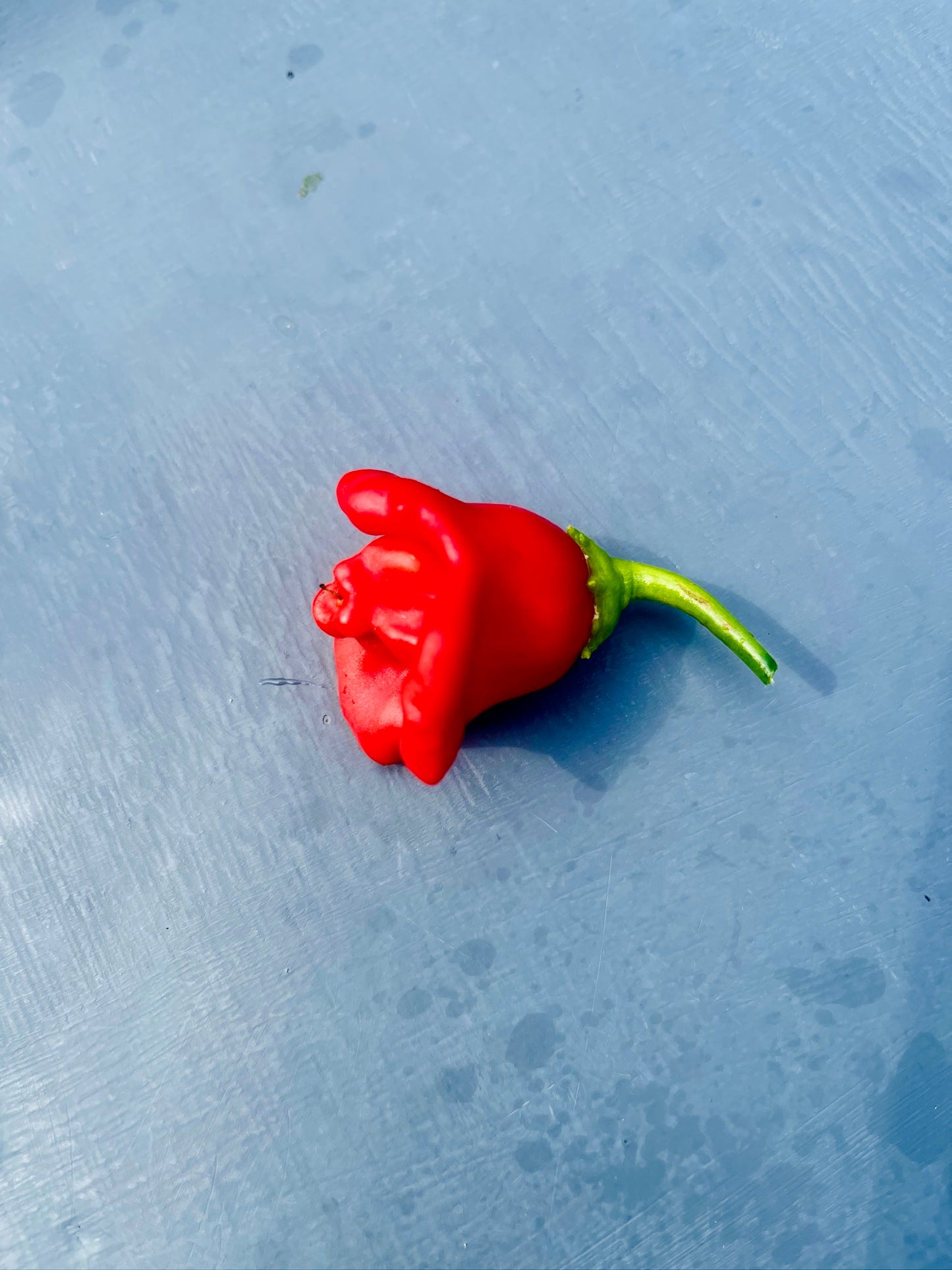 HEUL DOCH - Chutney 150ml